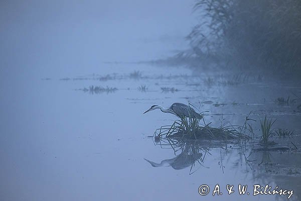 Czapla siwa, Ardea cinerea