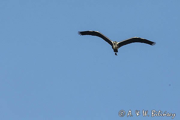 Czapla siwa, Ardea cinerea