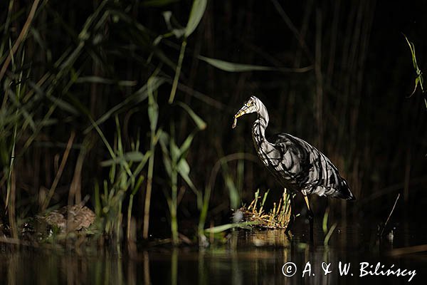 Czapla siwa, Ardea cinerea, nocne polowanie