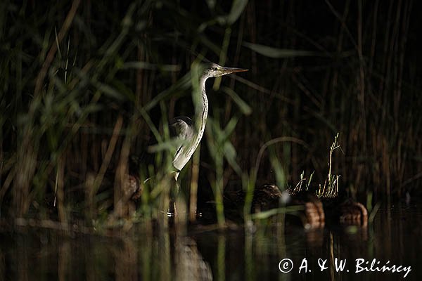 Czapla siwa, Ardea cinerea, nocne polowanie
