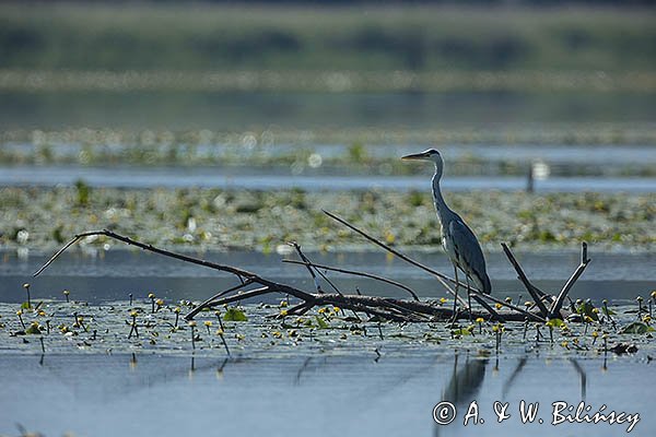 Czapla siwa, Ardea cinerea