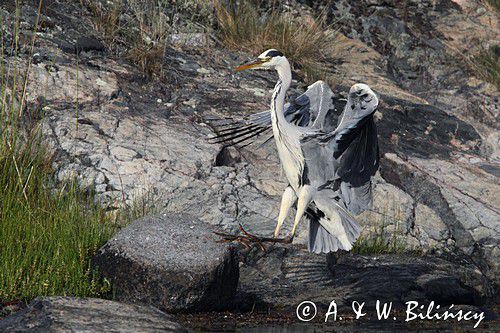 czapla siwa, Ardea cinerea