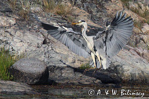 czapla siwa, Ardea cinerea