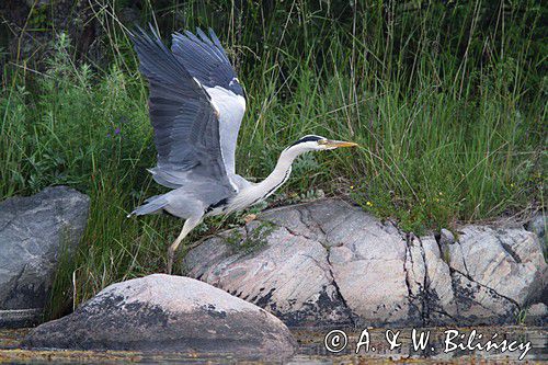 czapla siwa, Ardea cinerea