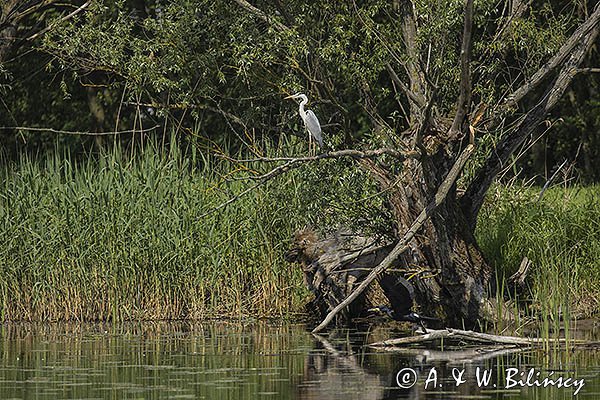 Czapla siwa, Ardea cinerea i kormoran, Phalacrocorax carbo