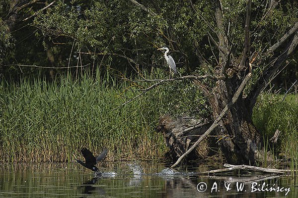 Czapla siwa, Ardea cinerea i kormoran, Phalacrocorax carbo