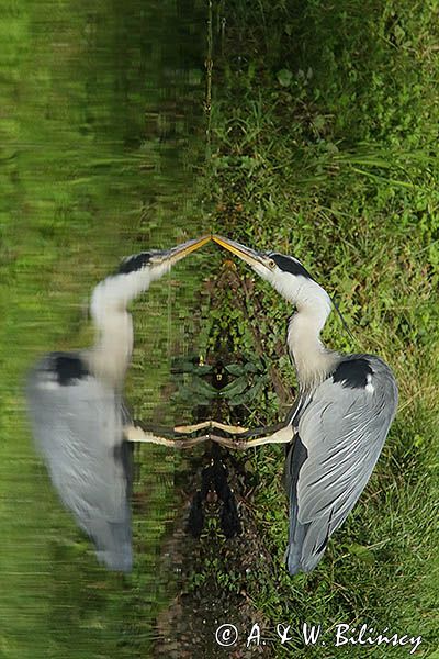 czapla siwa Ardea cinerea