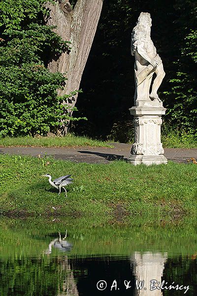 czapla siwa Ardea cinerea na jeziorku Wilanowskim, Wilanów