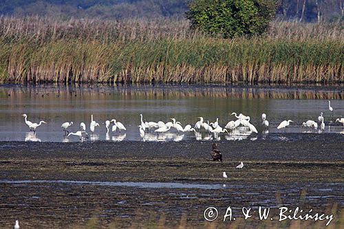 czaple białe, Casmerodius albus, Ardea alba, Egretta alba