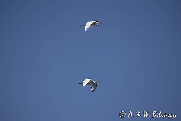 Czapla biała, Casmerodius albus, Ardea alba, Egretta alba