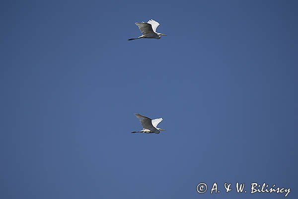 Czapla biała, Casmerodius albus, Ardea alba, Egretta alba