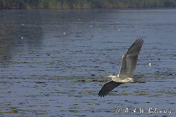 Czapla siwa, Ardea cinerea