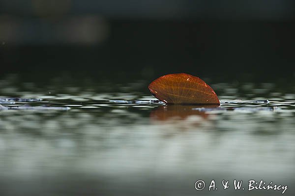 Grążel żółty, Nuphar lutea, liść