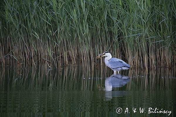 Czapla siwa, Ardea cinerea, z rybą