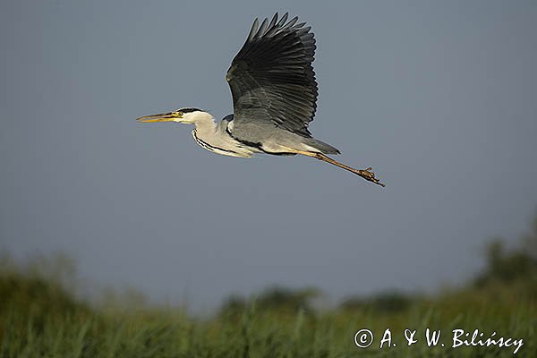 Czapla siwa, Ardea cinerea