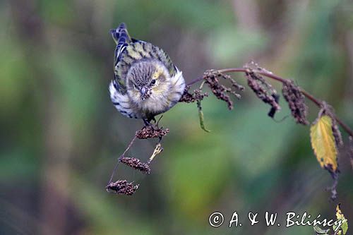 czyż, czyżyk Carduelis spinus