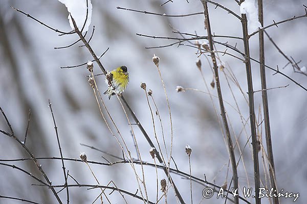 Czyż, czyżyk Carduelis spinus, samiec
