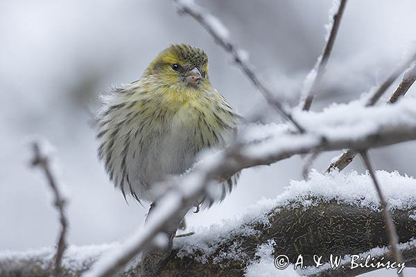 Czyż, czyżyk Carduelis spinus, samiec