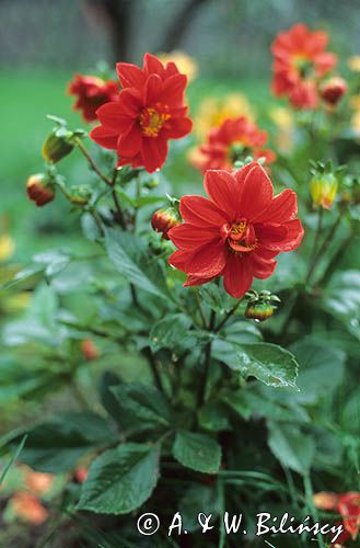 dalie dahlia