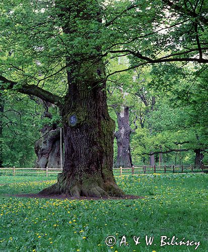 dęby rogalińskie