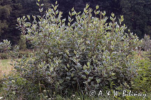dereń biały pstrolistny Cornus alba argenteomarginata