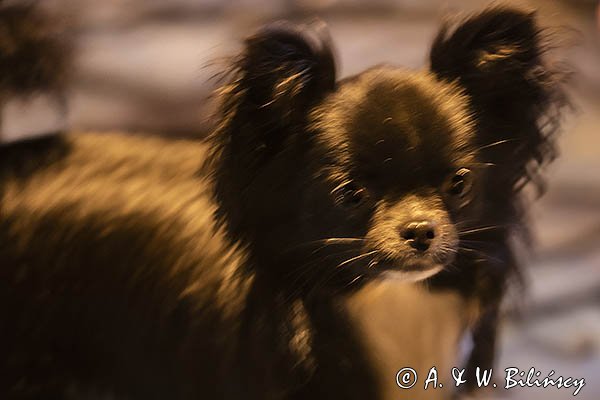 Piesek Chihuahua