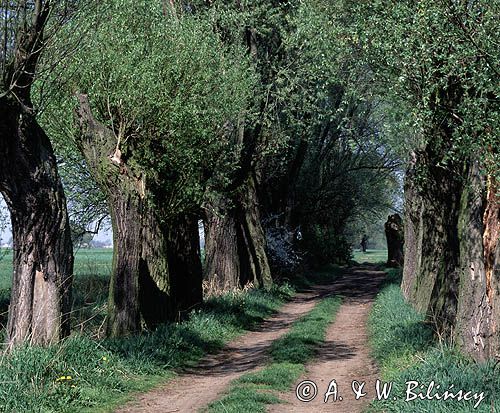 wierzby, Mazowsze, droga
