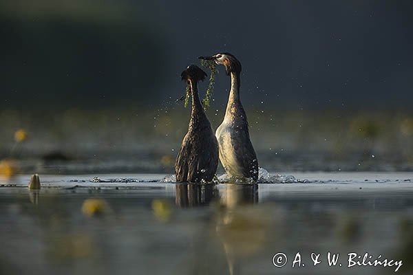 Perkoz dwuczuby, Podiceps cristatus, zaloty, gody
