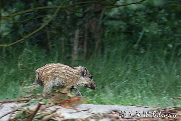 Dzik, sus scrofa, warchlak