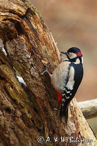 dzięcioł pstry duży Dendrocopos major samiec