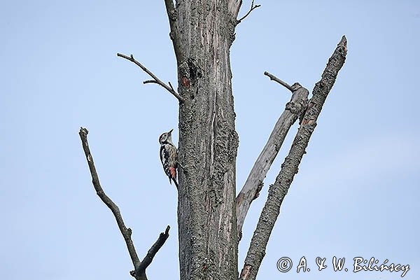 Dzięcioł średni, Dendrocopos medius































































































































































































































































































































































































































































































































































































































































































































































































fot. Agnieszka & Włodek Bilińscy



łania, łanie