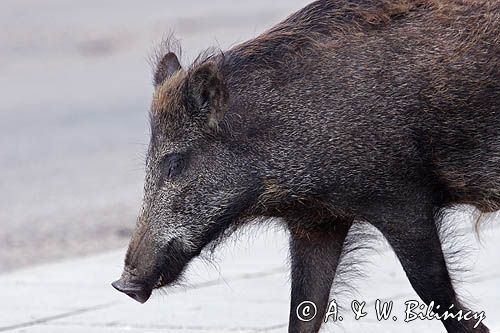 dzik, sus scrofa, na szosie