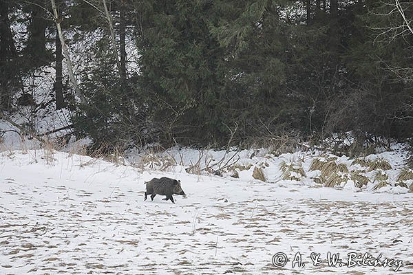 Dzik, sus scrofa