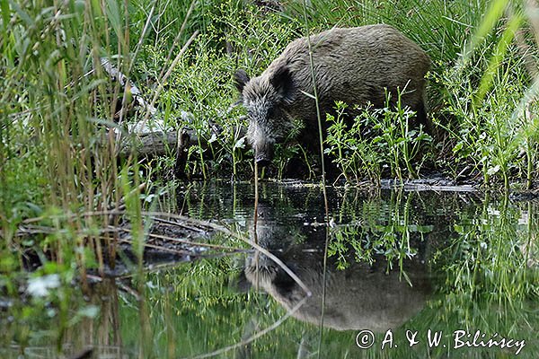 Dzik, sus scrofa, locha