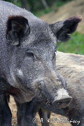 Dzik, portret, Sus scrofa