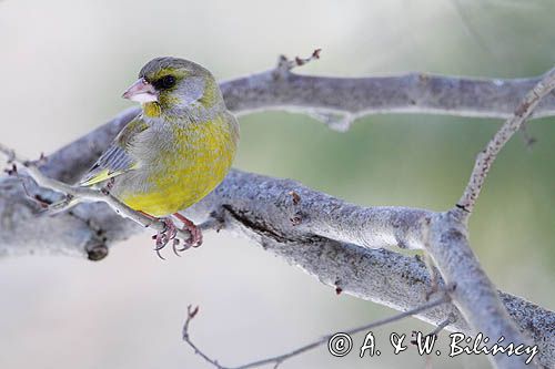 dzwoniec Carduelis chloris