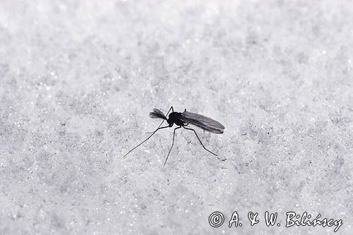 fauna naśnieżna Chironomidae ochotkowate, ochotka, samiec
