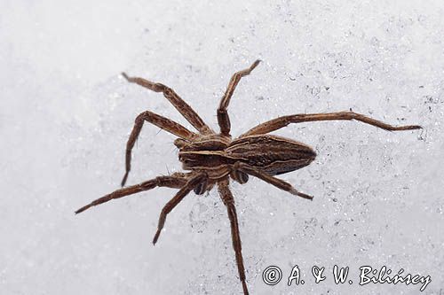 fauna naśnieżna, pająk darownik przedziwny /pająk namiotnik/ Pisaura mirabilis