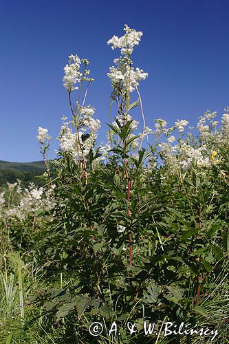 wiązówka błotna Filipendula ulmaria