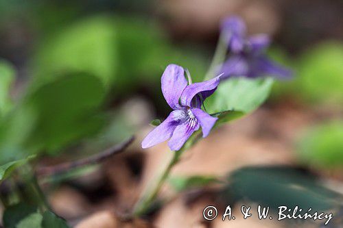 Fiołek leśny, Viola reichenbachiana, Viola silvestris