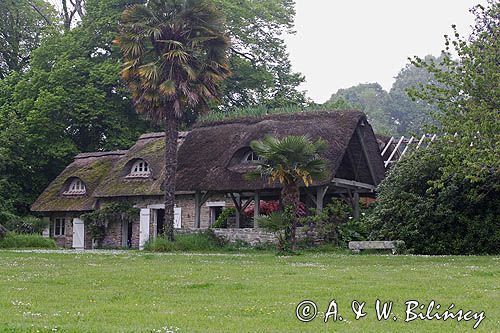 Fouesnant, Finistere, Bretania, Francja, palmy sabal palmetto i sabal minor