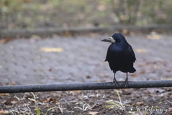 Gawron, Corvus frugilegus