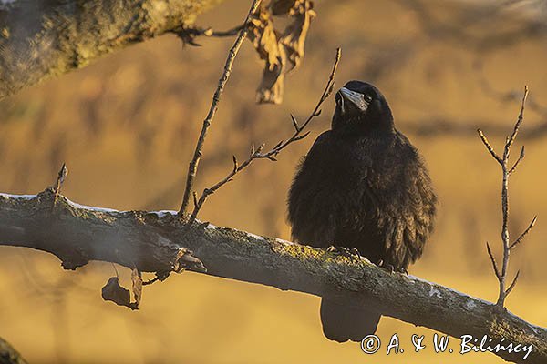 Gawron, Corvus frugilegus