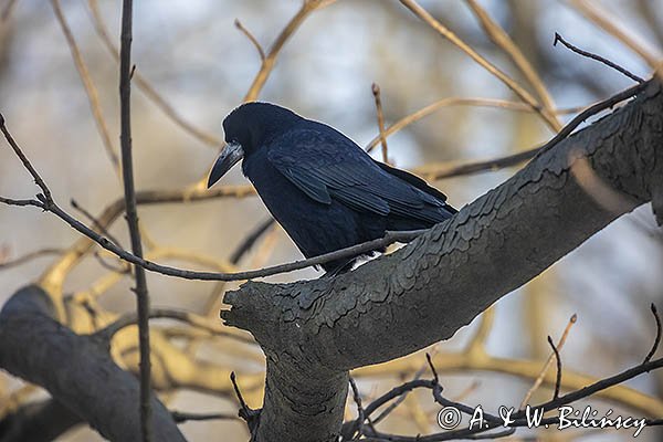 Gawron, Corvus frugilegus