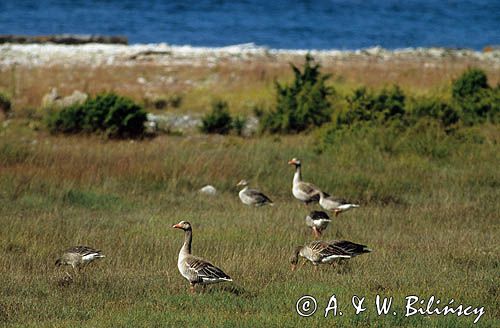 Gęsi gęgawy łąć: Anser anser) na wyspie Faro k/ Gotlandii