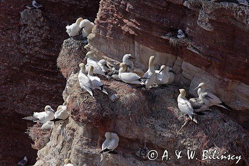 Głuptak, Morus bassanus L., 1758) , syn. Sula bassana Northern Gannet, Morus bassanus, głuptak zwyczajny, kolonia na klifie, Helgoland