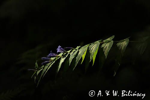 Goryczka trojeściowa, goryczka trojeściowata, Gentiana asclepiadea