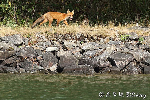 lis, vulpes vulpes nad Gota Alv, kanał Trollhatte, Szwecja