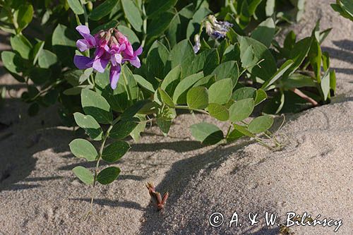 Lathyrus japonicus ssp. maritimus groszek nadmorski) , Lathyrus maritimus