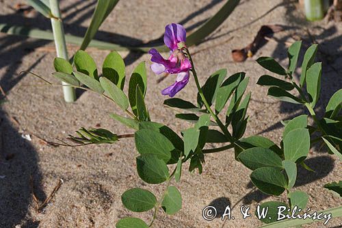 Lathyrus japonicus ssp. maritimus groszek nadmorski) , Lathyrus maritimus
